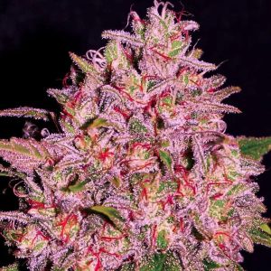 semillas feminizadas Slurty Empire Seeds para cultivo