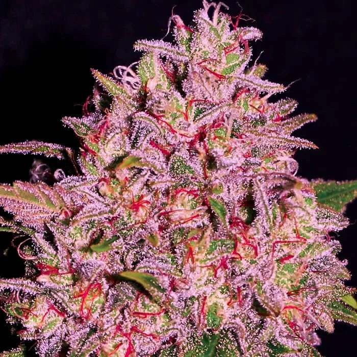 semillas feminizadas Slurty Empire Seeds para cultivo