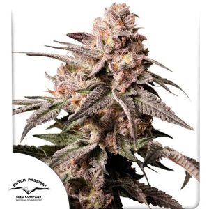 Slush Mint Cake Dutch Passion