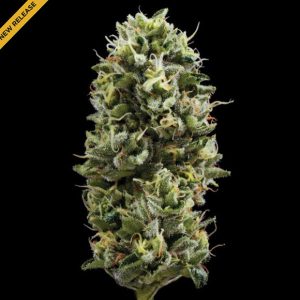 Snack Pack 3 u. fem. DNA Genetics