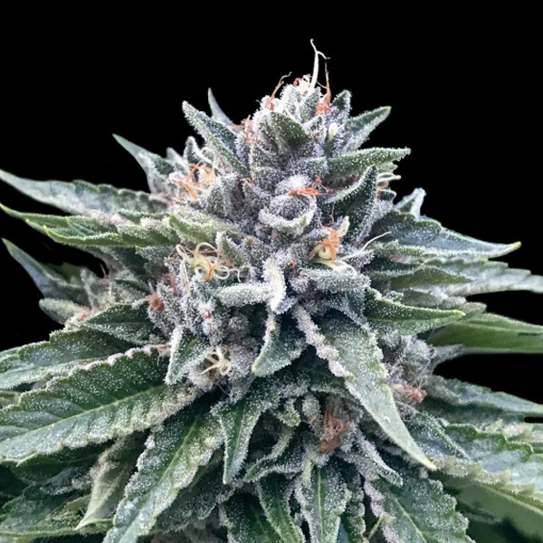 Sorbet #4 - 3 u. fem. DNA Genetics