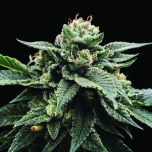 Sorbet Stash 3 u. fem. DNA Genetics