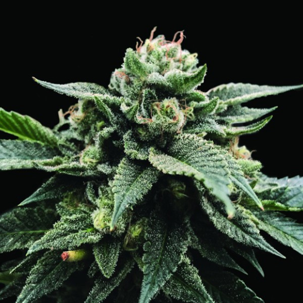 Sorbet Stash 3 u. fem. DNA Genetics