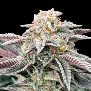 Sour Burger Gratefull Seeds