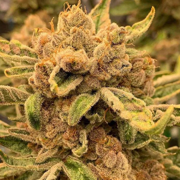 semillas feminizadas Sour Cuntz para cultivo