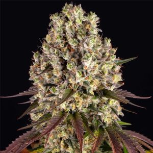 semilla feminizada Sour Diesel de Barney's Farm para cultivo