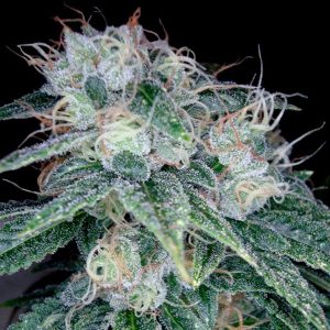 Sour Diesel 3 u. fem. DNA Genetics