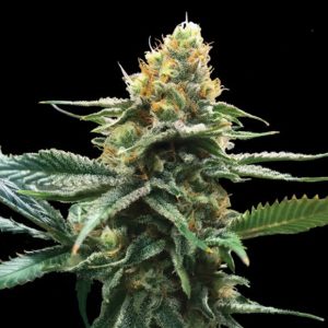 Sour Sorbet 3 u. fem. DNA Genetics