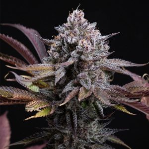 semillas feminizadas Spicy Cherry de Positronics Seeds