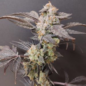 Cuatro semillas feminizadas Spritzade de Seeds of Anarchy para cultivo