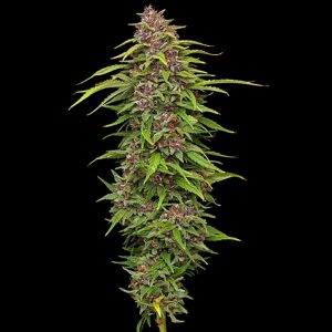 Semillas feminizadas Squirt de Humboldt Seeds Company para cultivo