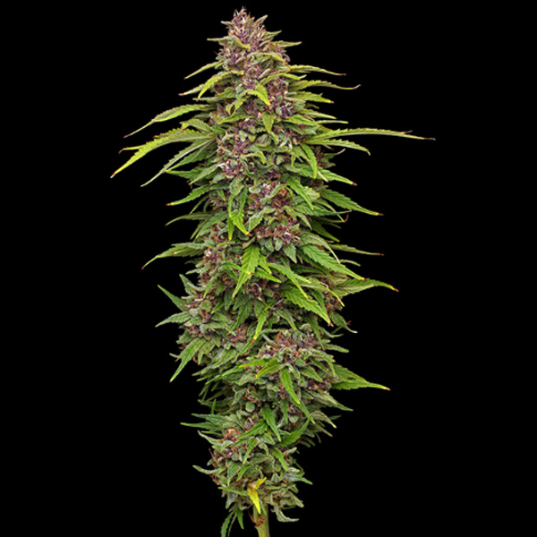 Semillas feminizadas Squirt de Humboldt Seeds Company para cultivo
