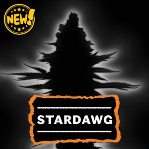 Stardawg . Seedstockers