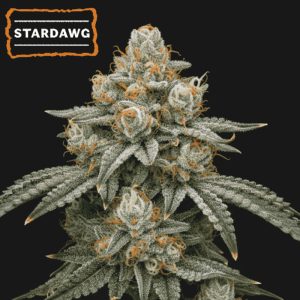semillas feminizadas Stardawg de Seedstockers para cultivo