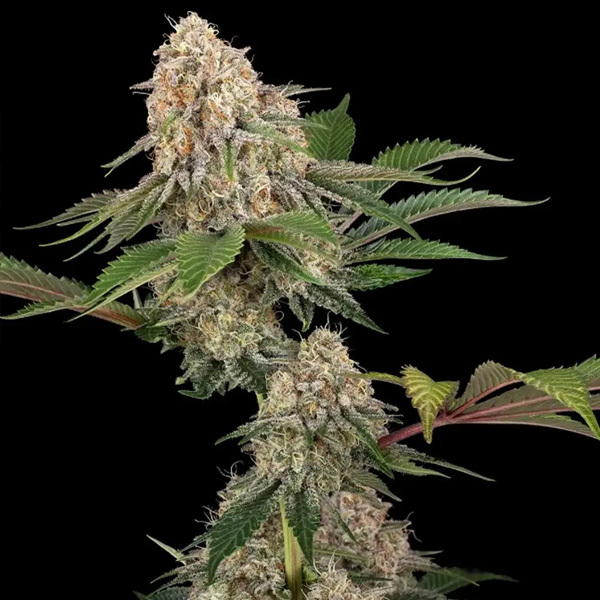 Sticky Berry XXL Sensi Seeds