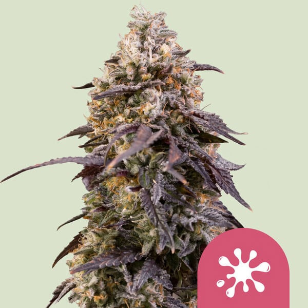 Sticky Queen Royal Queen