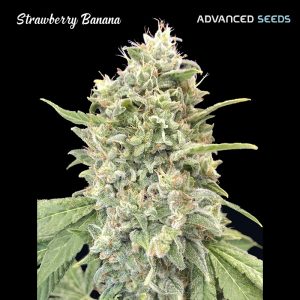 Strawberry Banana Advanced Seeds
