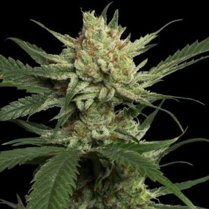 Strawberry Banana 3 u. fem. DNA Genetics