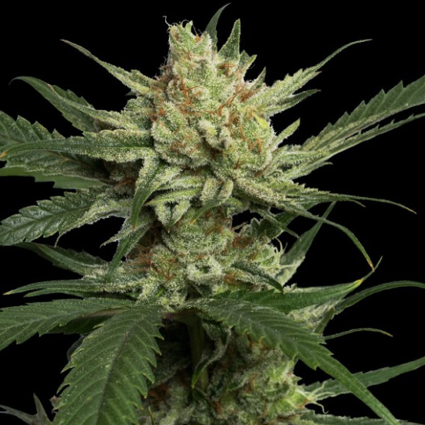 Strawberry Banana 3 u. fem. DNA Genetics