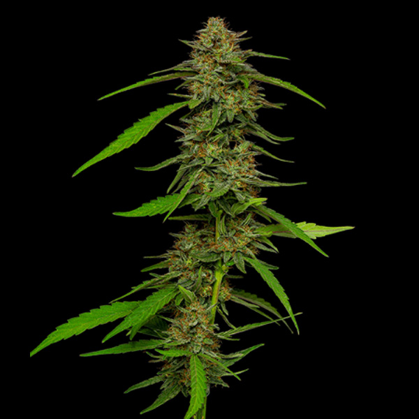 semillas feminizadas Strawberry Cheesecake para cultivo