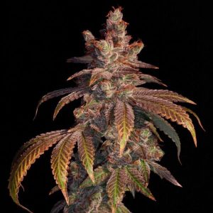 Strawberry Gambino Elev8 Seeds