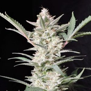 Strawberry Gorilla Auto 5 u. fem. FastBuds Seeds