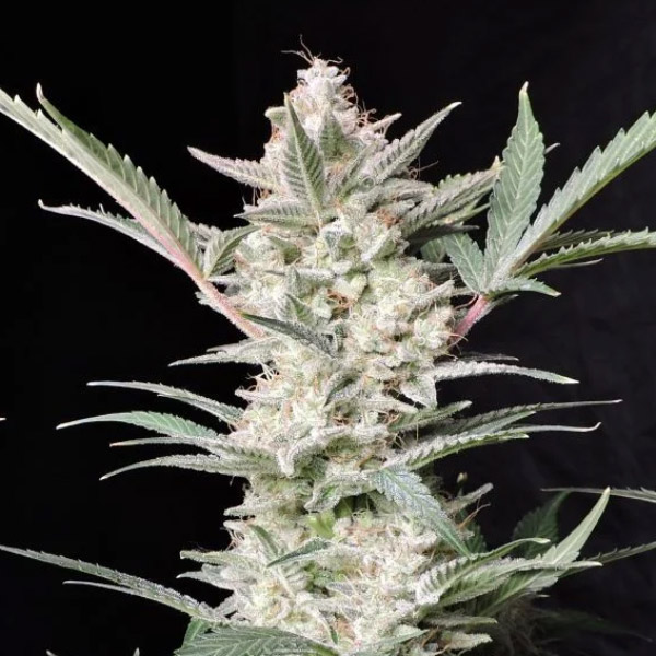 Strawberry Gorilla Auto 5 u. fem. FastBuds Seeds