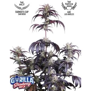 Semillas feminizadas Strawberry Gorilla RF3 de Fast Buds para cultivo