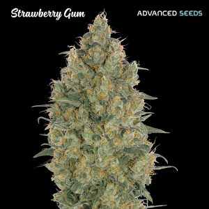 Strawberry Gum Advanced Seeds