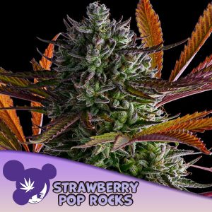 semillas feminizadas Strawberry Pop Rocks de Anesia Seeds para cultivo