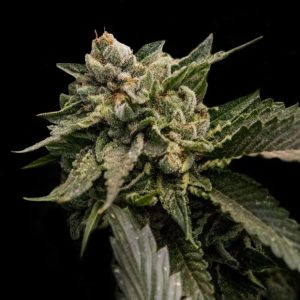 Strawberry Sorbet 3 u. fem. DNA Genetics