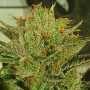 Semillas feminizadas Sugar Tree 4 unidades para cultivo