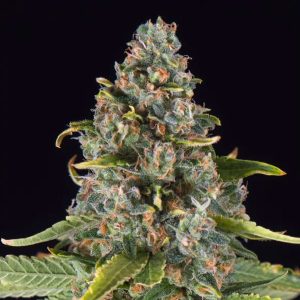 Summer Sweet Triploid Triploid Seeds