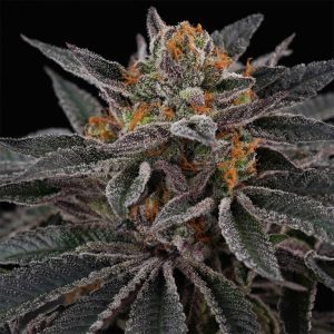 Sunset Cherries Perfect Tree