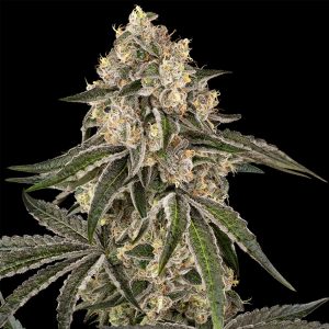 Sunset Peach Sensi Seeds