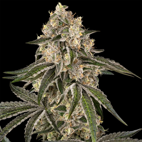 Sunset Peach Sensi Seeds