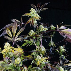semillas feminizadas Sunset Sherbet de Pyramid Seeds para cultivo