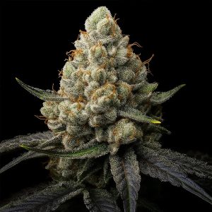 semillas feminizadas Sunshine Citrus Triploid para cultivo