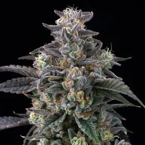 semillas feminizadas Super Boof de Barney's Farm para cultivo