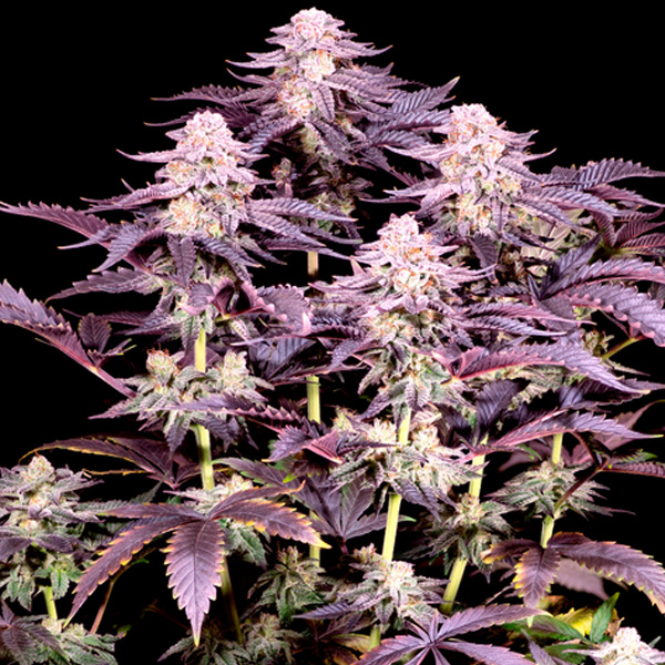 semillas feminizadas Super Boof Sacred Terps para cultivo
