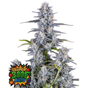 semillas feminizadas Super Boof de Fast Buds para cultivo de cannabis