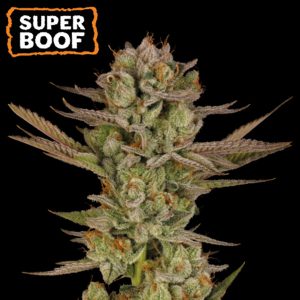 Semillas feminizadas Super Boof de Seedstockers para cultivo