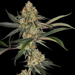 Super Lemon Cherry Sensi Seeds