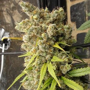 Super Malawi Haze 5 u. Regular Ace Seeds