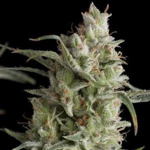 Super OG Kush 7 u. Reg. Pyramid Seeds