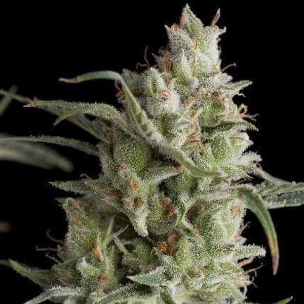 Super OG Kush 7 u. Reg. Pyramid Seeds
