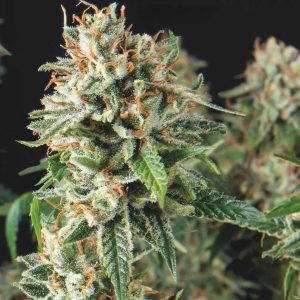 Semillas feminizadas Super OG Kush de Pyramid Seeds para cultivo