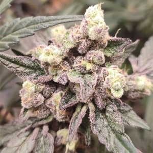 Cuatro semillas feminizadas Sweet Pink Grapefruit para cultivo