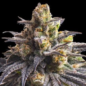 semillas feminizadas Sweetheart Triploid para cultivo