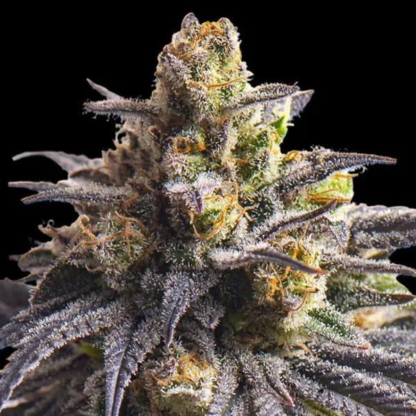 semillas feminizadas Sweetheart Triploid para cultivo